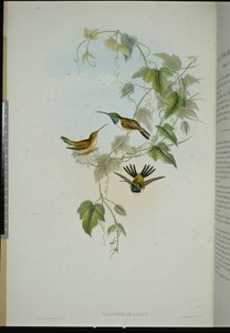 Étoile de bois de Fanny - John (after) Gould