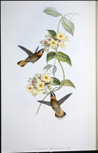 Colibri à gorge barbelée à queue de faon