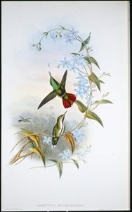Avocette à queue de feu (Avocettula Recurvirostris) - John (after) Gould