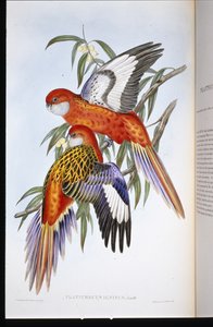 Perruche ardente - John (after) Gould