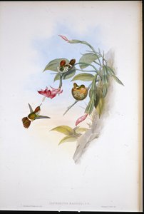 Coquette frangée (Lophornis Magnificus)