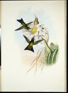 Puff-leg brillant (Eriocnemis Vestitus)