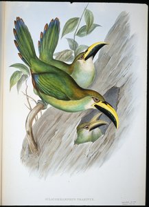 Toucan à bec rainuré vert doré - John (after) Gould