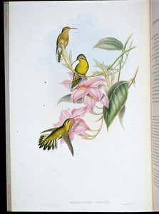 Colibri à gorge dorée (Chrysobronchus Viriscens) - John (after) Gould