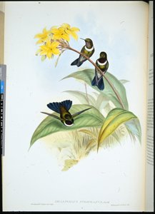 Ange du soleil à gorge - John (after) Gould