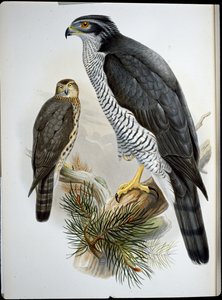 Autour des palombes