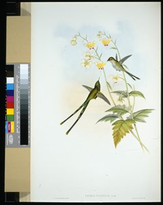 Porte-train gracieux (lesbia gracilis) - John (after) Gould