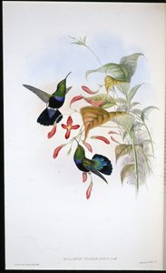 Carib à poitrine verte - John (after) Gould