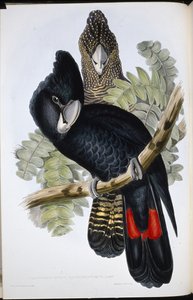 Grand cacatoès noir (Calyptorhynchus Macrorhynchus) - John (after) Gould