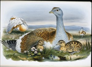 Grande outarde - John (after) Gould