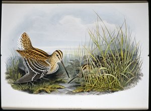 Grande bécassine - John (after) Gould