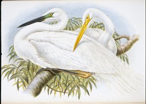Grande aigrette (Herodias Alba)