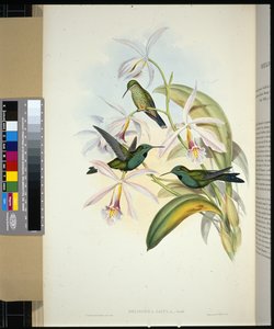 Brillant à couronne verte (heliodoxa jacula) - John (after) Gould
