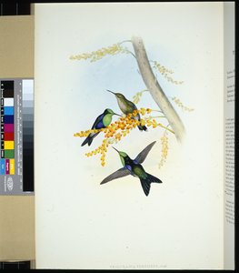 Panoplites à couronne verte (thalurania verticeps) - John (after) Gould