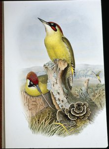 Pic vert - John (after) Gould