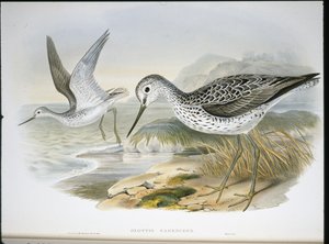 Chevalier aboyeur (Glottis Canescens) - John (after) Gould