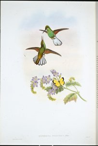 Queue rayée grise (Eupherusa Poliocerca) - John (after) Gould