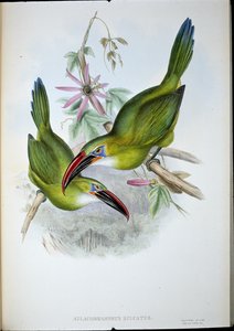 Toucan à bec rainuré (Aulacorhamphus Sulcatus) - John (after) Gould