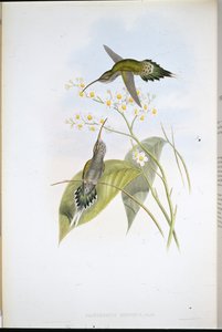 Ermite hérissé - John (after) Gould