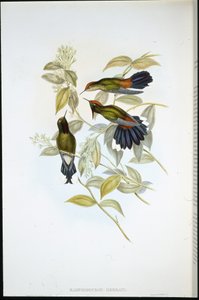 Épine-bec de Herran - John (after) Gould