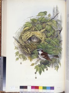 Moineau domestique (Passer domesticus) - John (after) Gould
