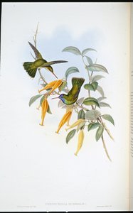 Colibri de Humboldt - John (after) Gould