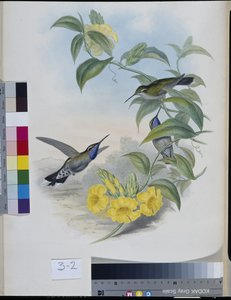 Colibris (Delattria Clemenciae) - John (after) Gould