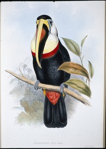 Toucan inca