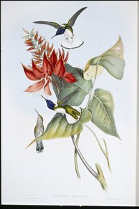 Jacobin - John (after) Gould