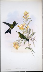 Brillant de Jameson - John (after) Gould
