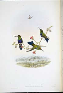 Nymphe des bois de Jelski - John (after) Gould