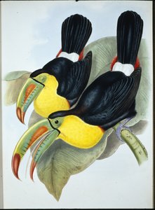 Toucan à bec caréné - John (after) Gould