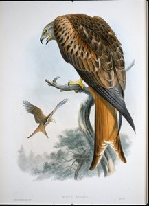 Milan royal (Milvus Regalis) - John (after) Gould