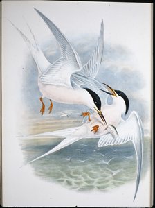 Milan royal - John (after) Gould