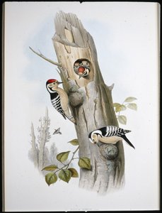 Pic épeichette - John (after) Gould