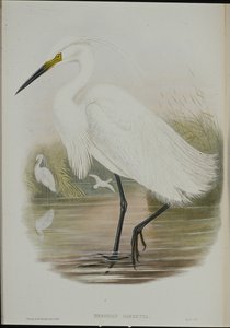 Aigrette garzette (Egretta Garzetta) - John (after) Gould