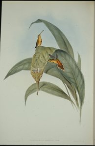 Petit ermite - John (after) Gould