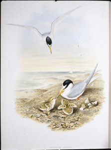 Petite Sterne (Sternula Minuta) - John (after) Gould
