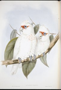 Cacatoès à long bec (Licmetis Nasicus)