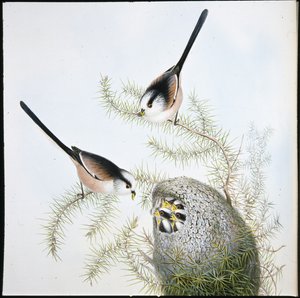 Mésange à longue queue - John (after) Gould