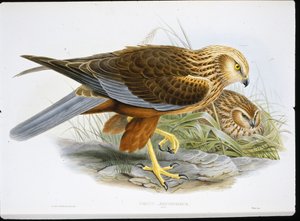 Busard des roseaux - John (after) Gould