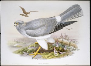 Busard des roseaux - John (after) Gould