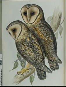 Chouette effraie masquée - John (after) Gould