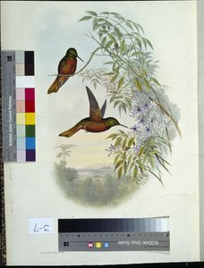Panoplites de Matthew - John (after) Gould