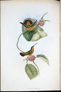 Ermite de Mazeppa (Glaucis Mazeppa) - John (after) Gould