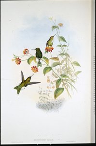 Puff-leg métallique - John (after) Gould