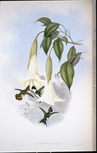 Étoile des bois de Mulsant (Calothorax Mulsanti) - John (after) Gould
