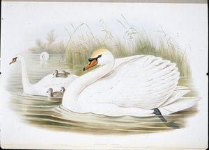 Cygne muet (Cygnus Olor)