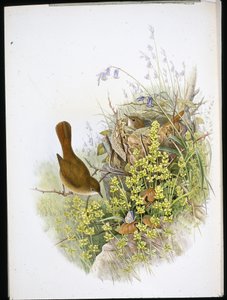 Rossignol - John (after) Gould