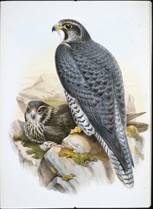 Faucon gerfaut norvégien - John (after) Gould